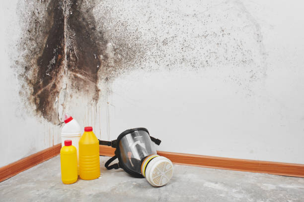 Best Office Mold Removal Services  in Stockton, MO