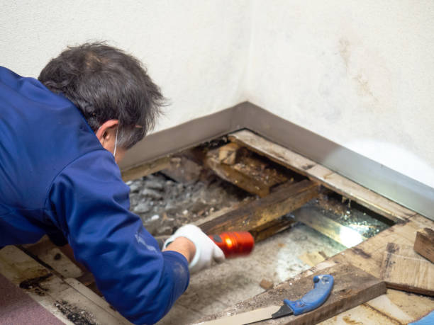 Professional Mold Removal in Stockton, MO