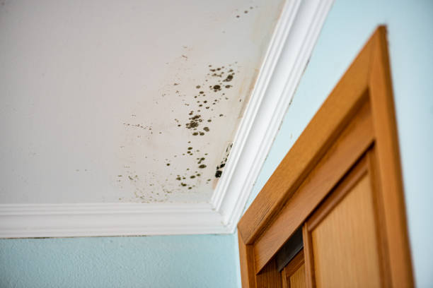 Best Home Mold Removal  in Stockton, MO