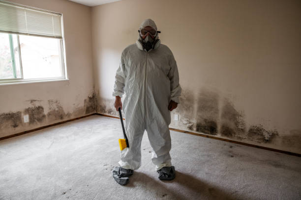 Best Toxic Mold Removal  in Stockton, MO