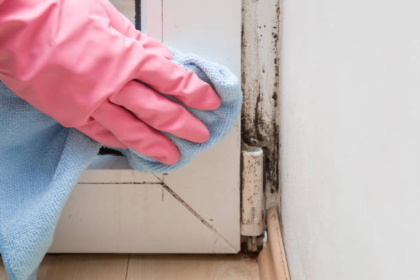Best Mold Cleaning Services  in Stockton, MO